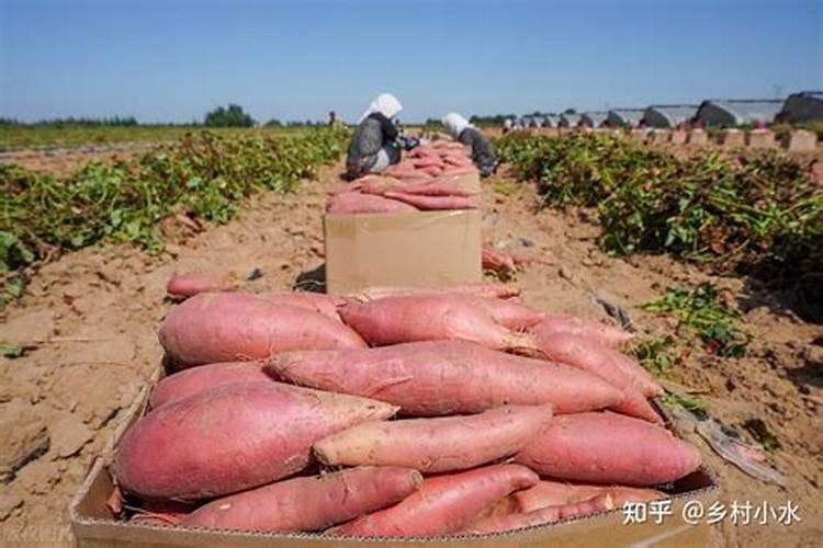红薯的施肥怎样才能达到高产 施什么肥最合适