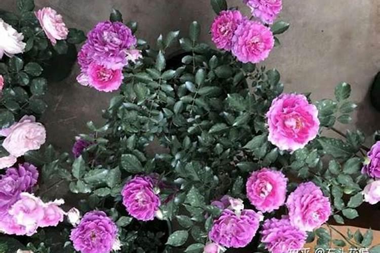 春天怎样管理月季(开春如何让月季从底部发芽长枝条)