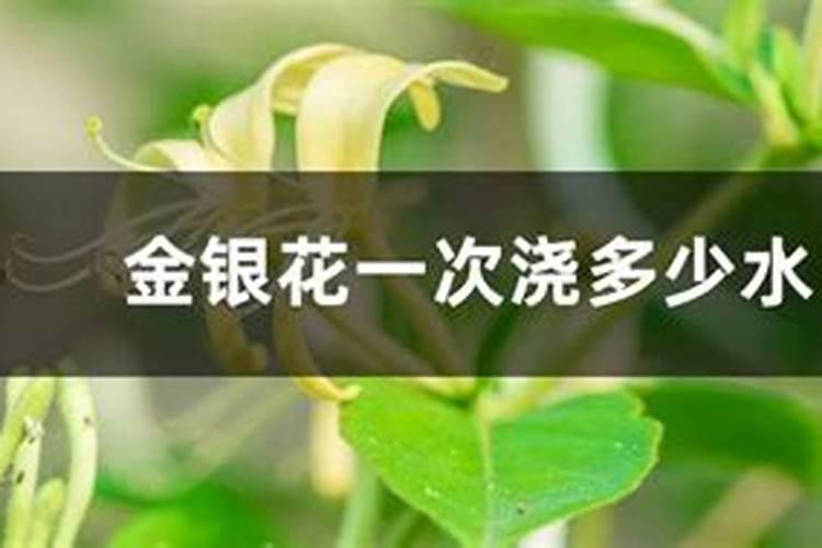 四季金银花种植技术