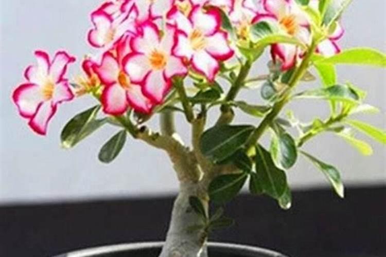 沙漠玫瑰施什么肥比较好