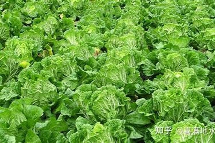 白菜最忌三种肥料