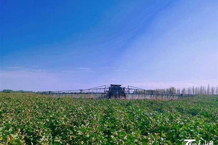 苹果树施什肥上色果面好