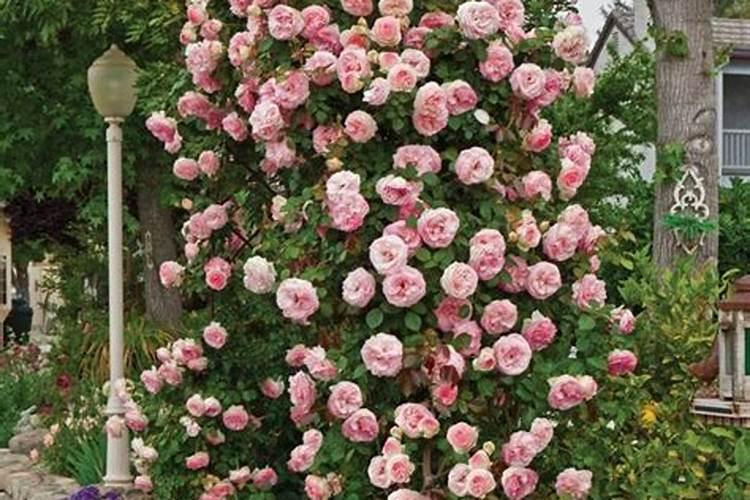 月季花怎么施肥