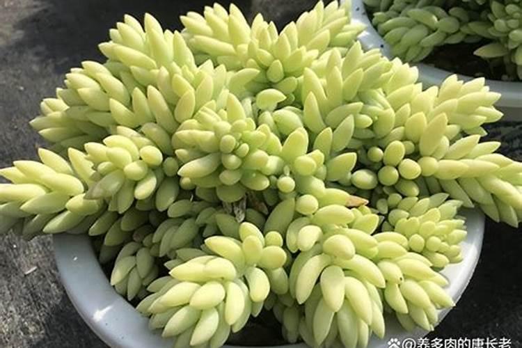 新玉缀怎么养 新玉坠多肉介绍 新玉缀浇水方法