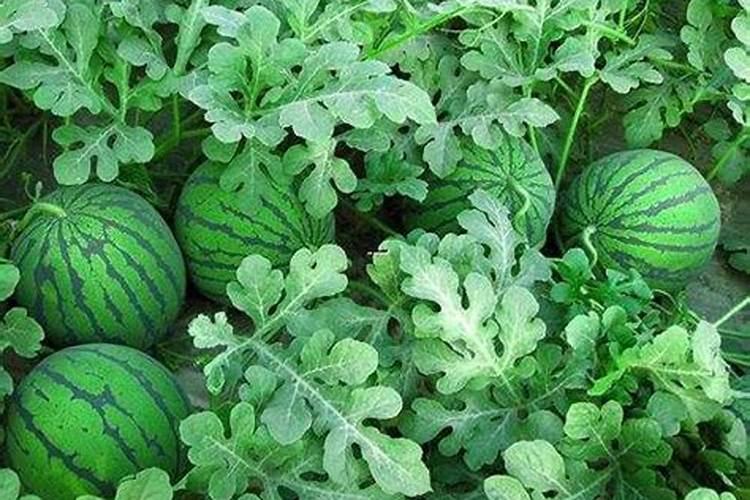 多菌灵可以浇西瓜吗？