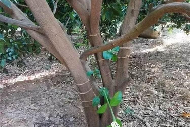 柑橘开花打什么农药好