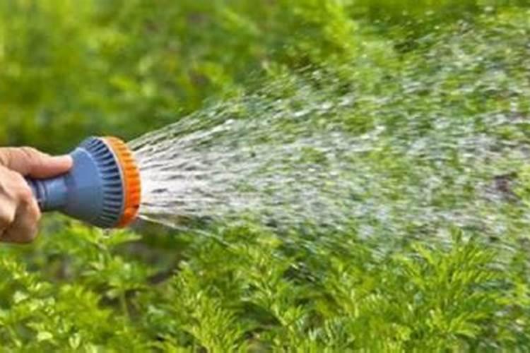 胡萝卜种植施肥与浇水方法(胡萝卜种植后什么时间浇水好)