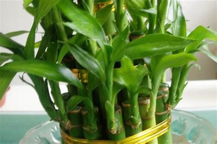 红掌肥料