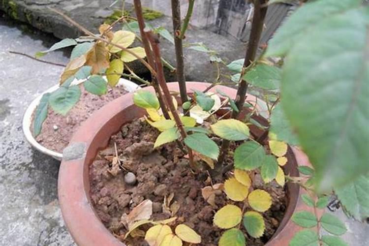 玫瑰黄叶的原因和处理办法