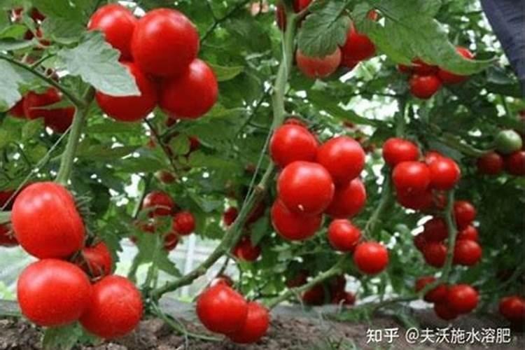 盆栽番茄的种植方法