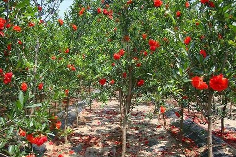 石榴开花时能浇水吗