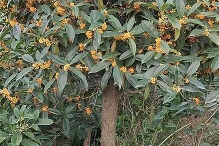 怎么样种植丹桂