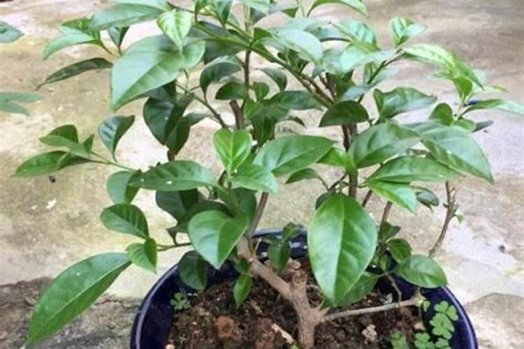 三角梅换盆以后多久能施肥