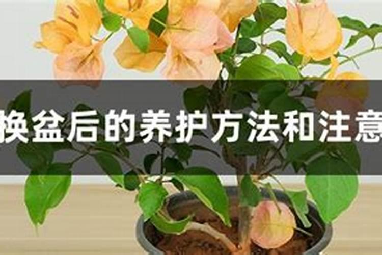 刚换盆的三角梅注意啥