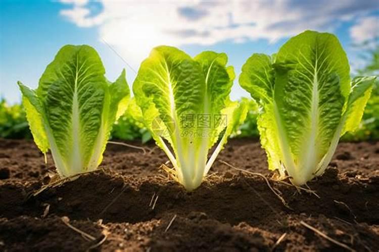 钙镁硼叶面肥200克喷洒白菜或萝卜可以多少棵？