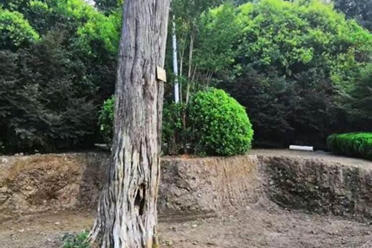 量天尺怎么养量天尺的养殖方法