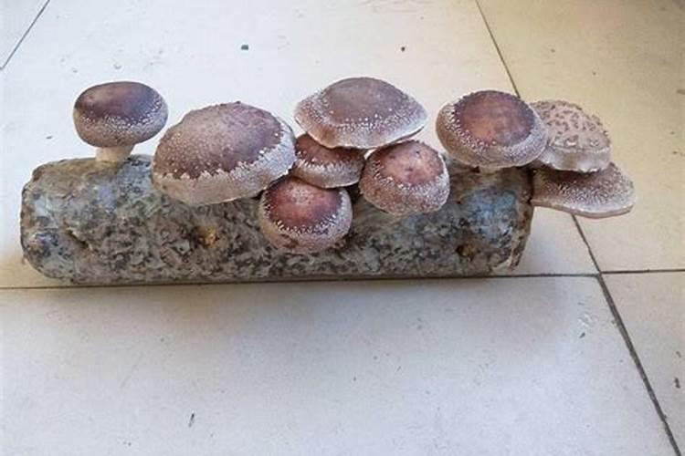 请问种蘑菇淘汰下来的蘑菇菌袋可以用来做桃树的肥料吗？