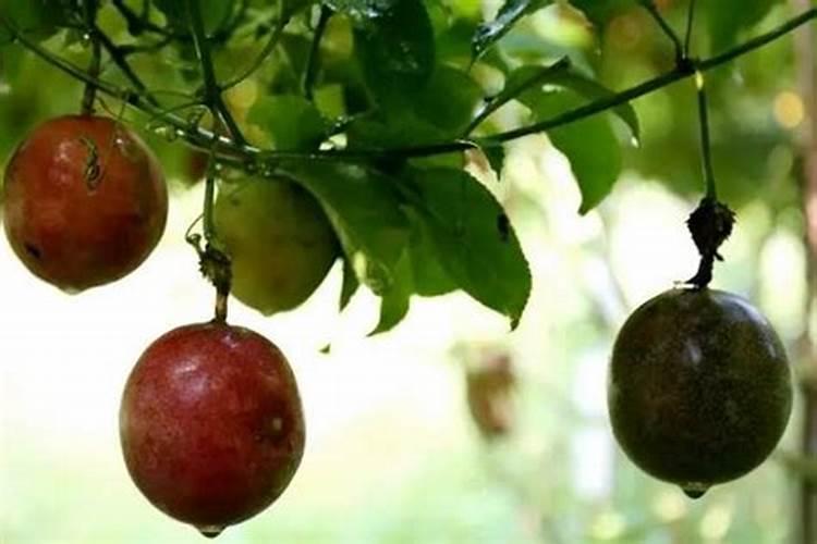 百香果花期要施什么肥才结果？