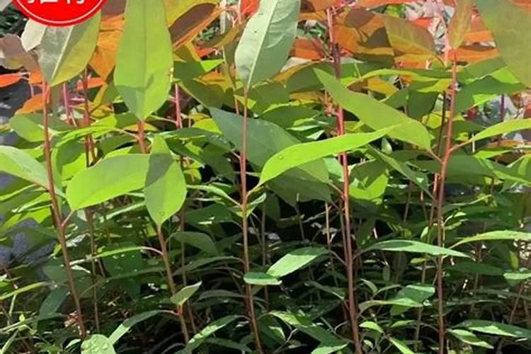 桉树肥料多少钱一吨
