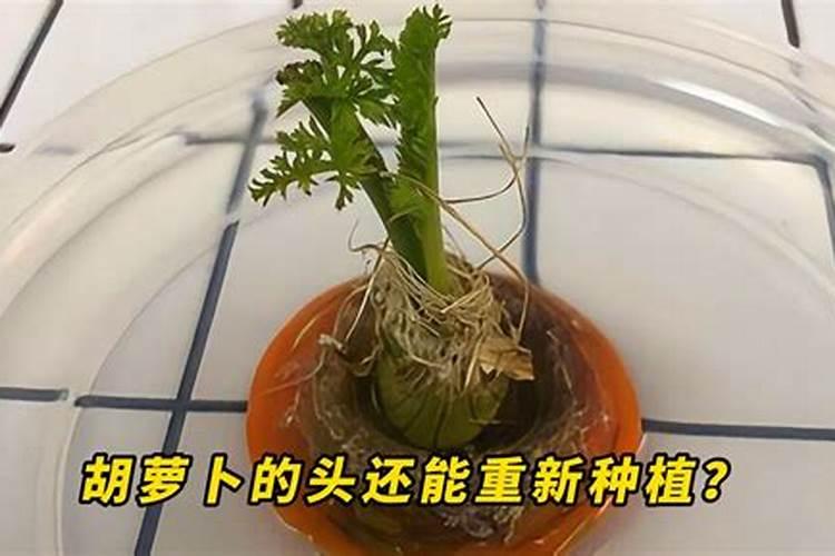 红萝卜苗期用什么肥料
