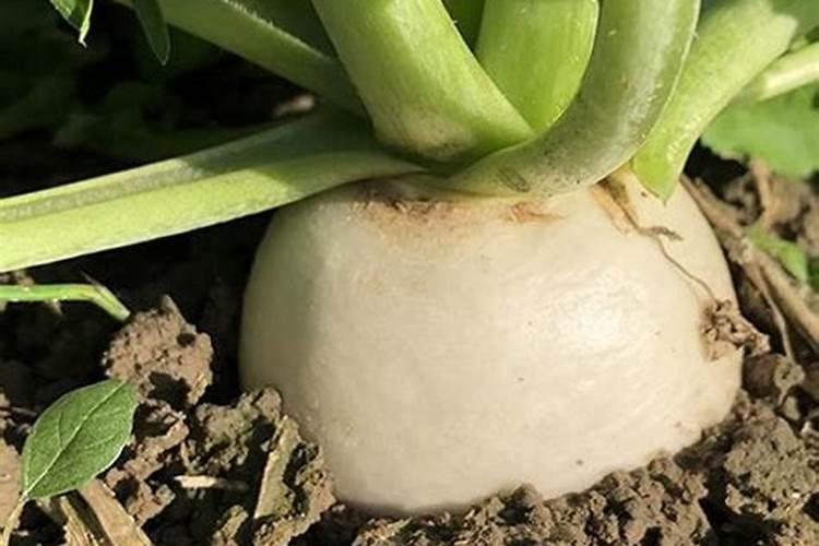 如何种植红萝卜 红萝卜怎么种