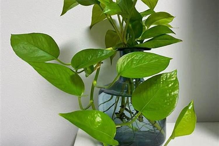 水养绿萝用什么肥料