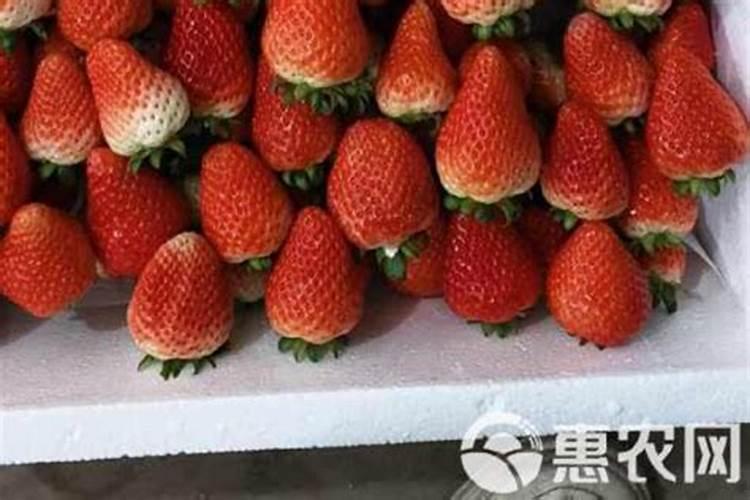 水培草莓的专用肥配方