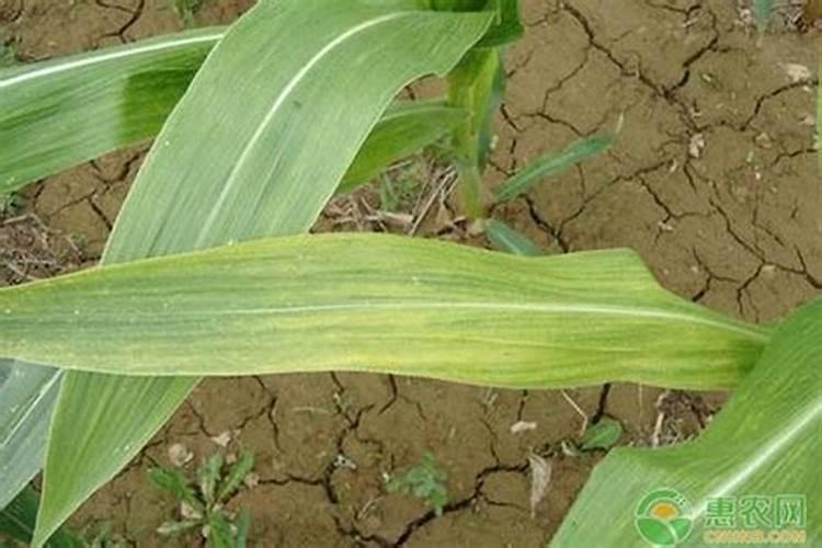 玉米几叶时可以用芸苔素