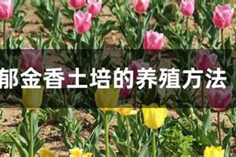 郁金香如何施肥？