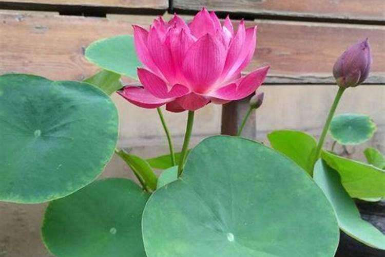 荠菜施肥用什么肥料