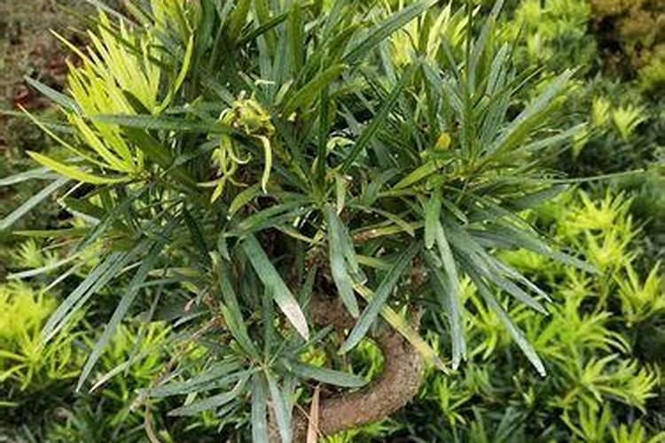 求助各位罗汉松施什么肥好？谁知道？