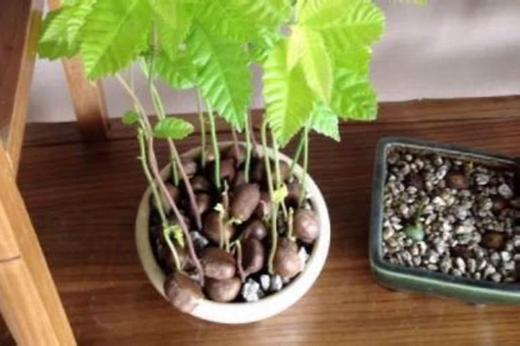 板栗如何管理能高产？采后必须要追肥吗？