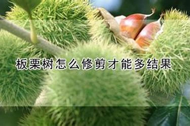 板栗壳可以做花肥吗