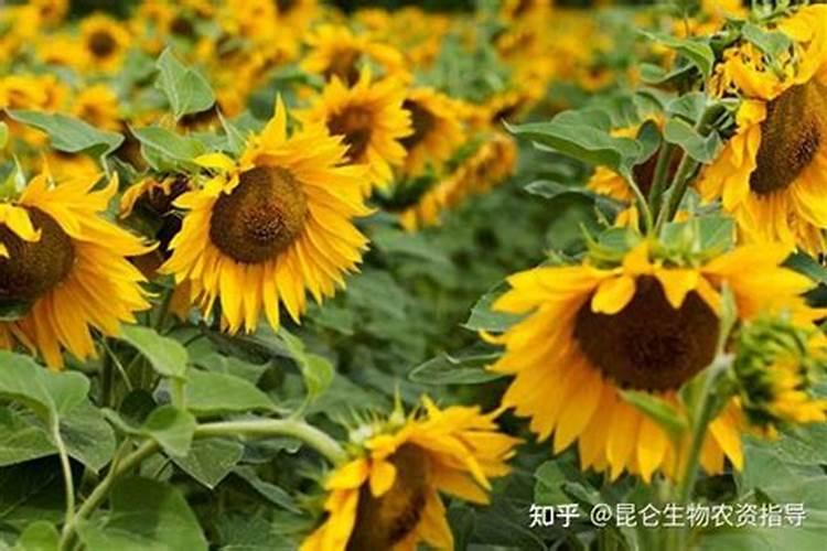 向日葵的施肥方法什么肥料好？