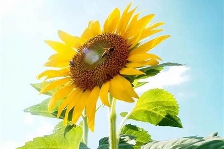 葵花种用什么肥料