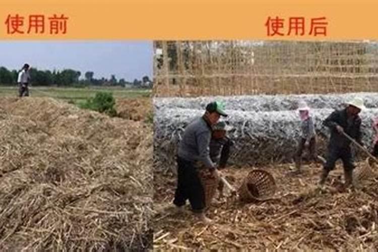 怎么样把玉米当肥料的使用到地里