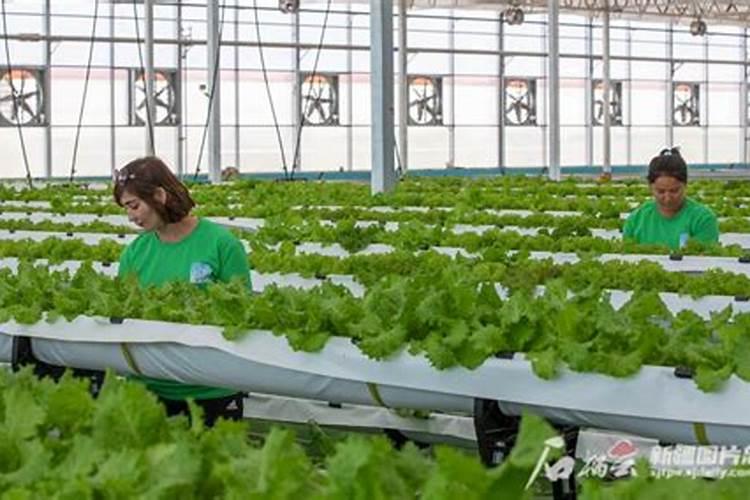 中炭低磷高甲复合肥有那些