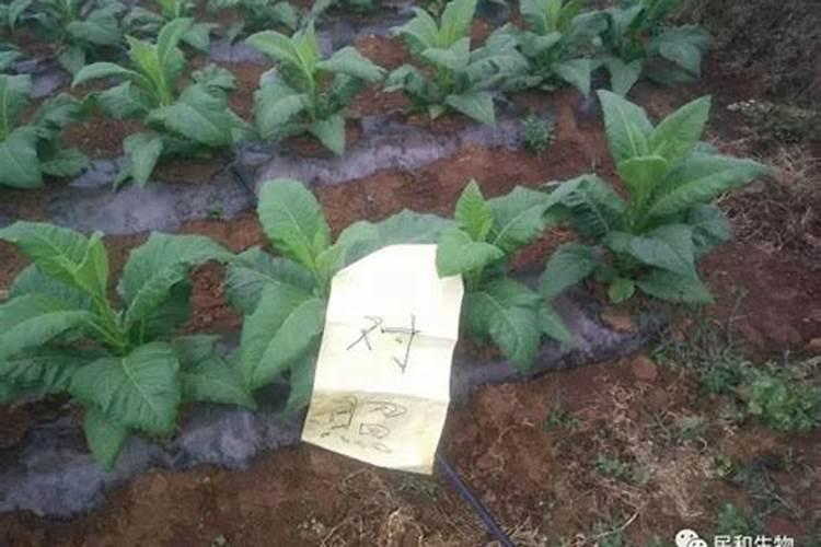 烤烟种植技术与方法