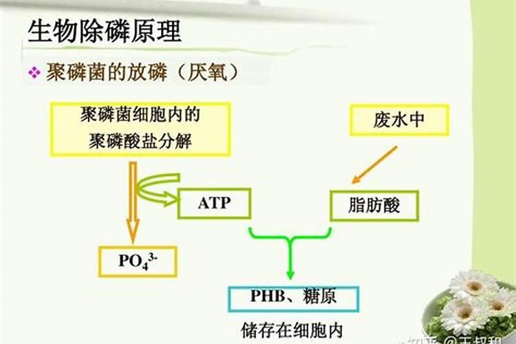 洋葱苗生长缓慢怎么办