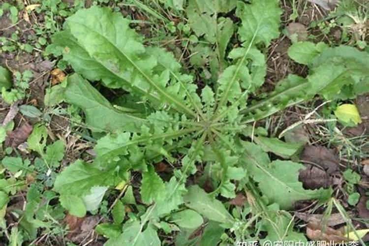 哪样的植物可以使硼？