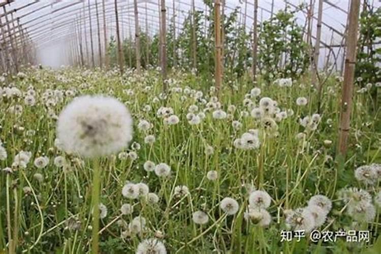 蒲公英叶子上面长了层白毛怎么办？