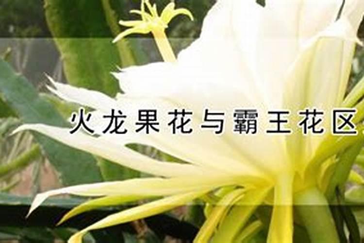 月季多久施一次肥