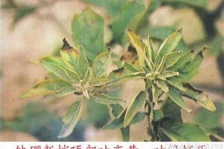 苹果树开花前施什么肥打什么药
