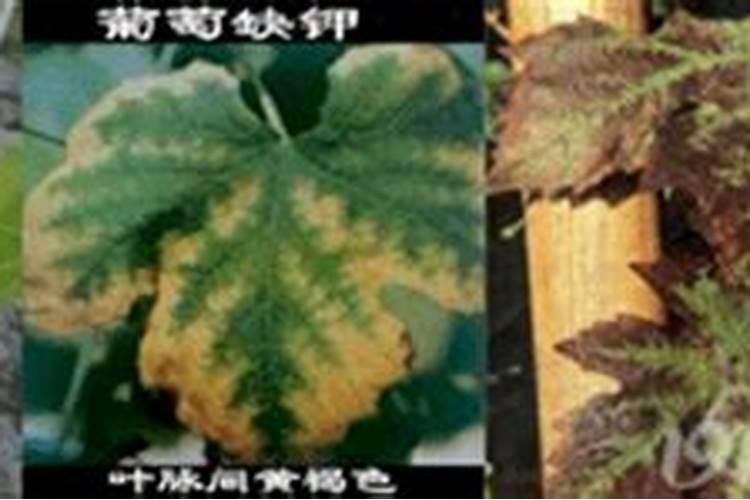 钾肥作物症状