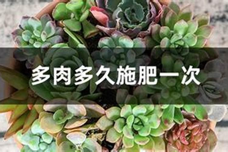 多肉多久施肥一次施什么肥