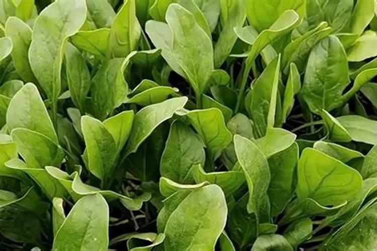 怎么正确使用蔬菜叶面肥