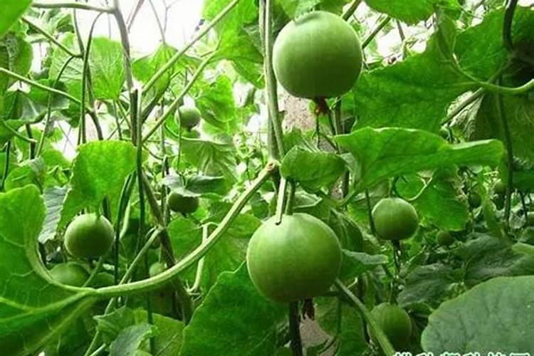 什么是中量元素肥料？常用品种有哪些？求解答