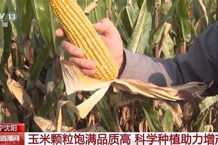 住商肥料玉米专用肥价格多少