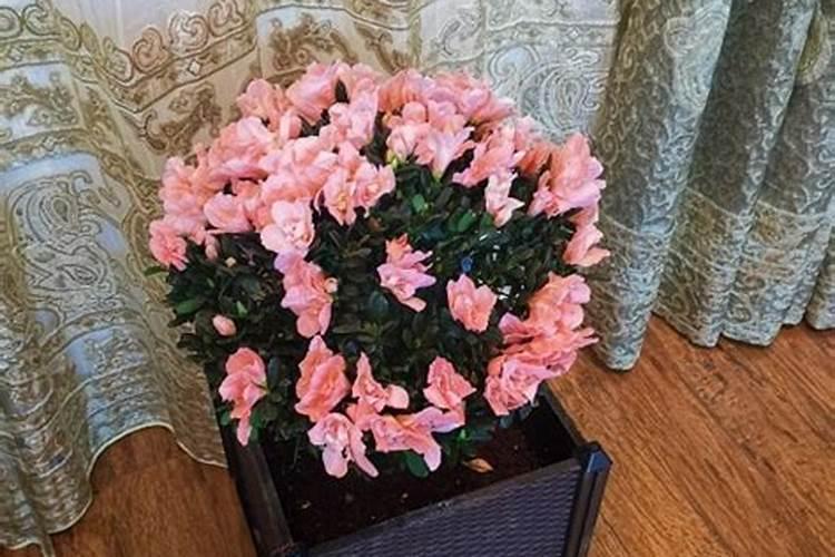 夏季如何给杜鹃花施肥