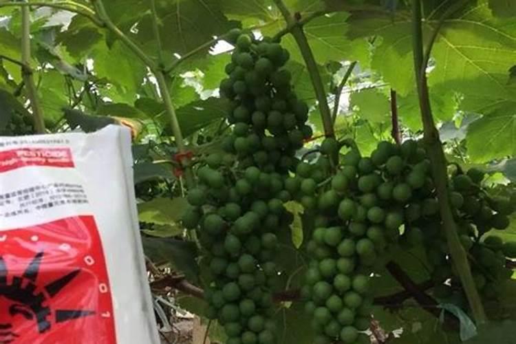 葡萄软化果柄用什么药